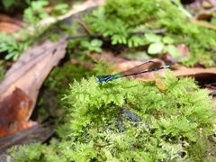 Argia concinna