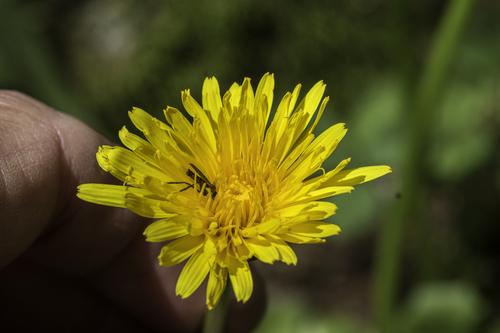 horned dandelion