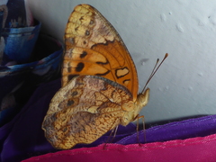 Euptoieta hegesia meridiania