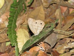 Megeuptychia antonoe