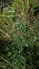 Chenopodium fremontii