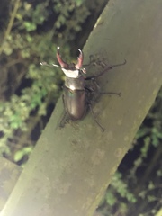 Lucanus cervus