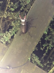 Lucanus cervus