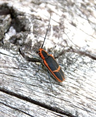 Saperda lateralis