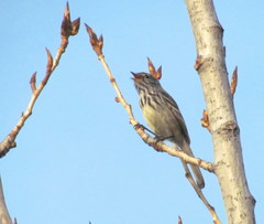 Anairetes flavirostris