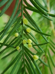 Taxodiomyia