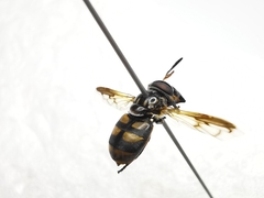 Copestylum limbipenne