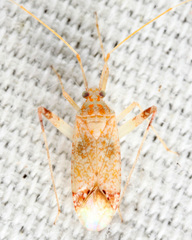 Phytocoris depictus