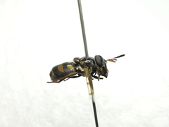 Copestylum limbipenne