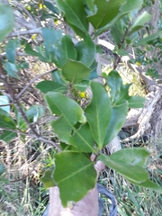 Corynocarpus