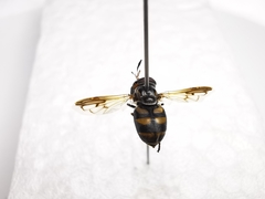 Copestylum limbipenne