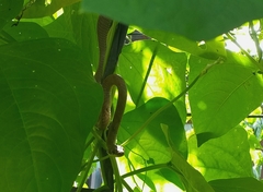 Chrysopelea paradisi variabilis