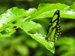 Philaethria diatonica