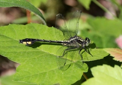 Gomphurus ventricosus