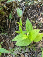 Cypripedium parviflorum