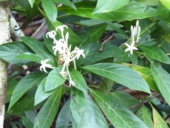 Palicourea tetragona