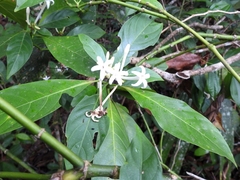 Palicourea tetragona