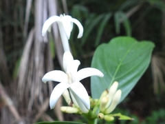 Palicourea tetragona