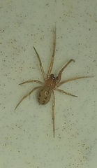 Araneae
