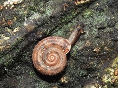 Averellia coactiliata