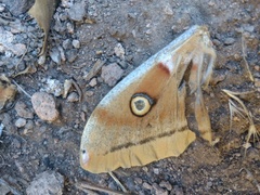 Antheraea oculea