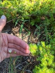 Solidago ptarmicoides