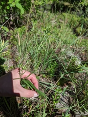Solidago ptarmicoides