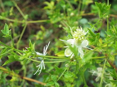 Clematis drummondii
