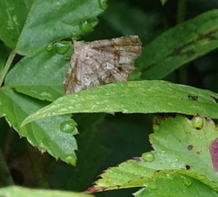Pangrapta decoralis