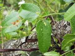 Cocculus diversifolius