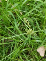 Cyperus thyrsiflorus