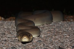 Liasis olivaceus