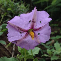 Lycianthes moziniana