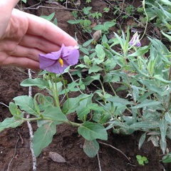 Lycianthes moziniana