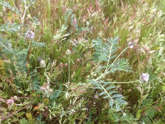 Astragalus didymocarpus