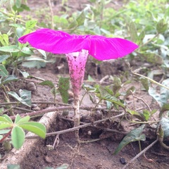 Ipomoea elongata