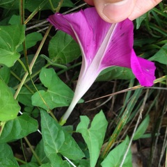 Ipomoea elongata