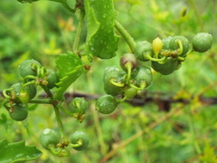 Cissus trifoliata