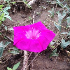 Ipomoea elongata
