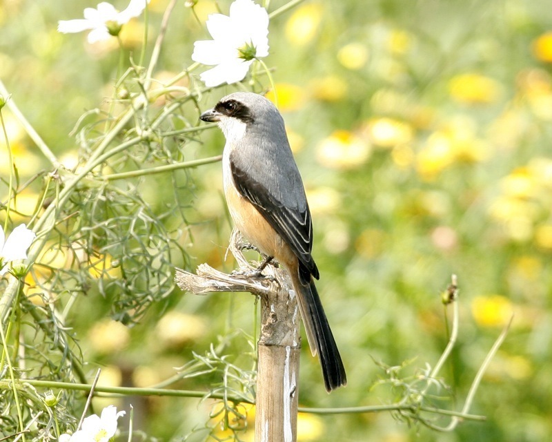 Gray-backed Shrike photo