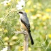 Grey-backed Shrike - Photo (c) Lip Kee Yap, some rights reserved (CC BY-SA)