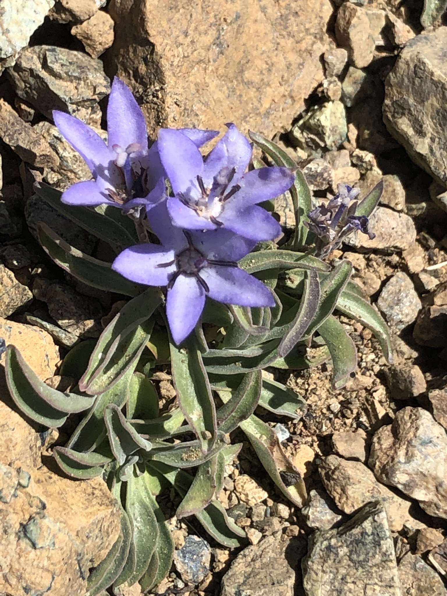 Campanula scabrella