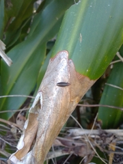 Cephaloconus tenebrosus