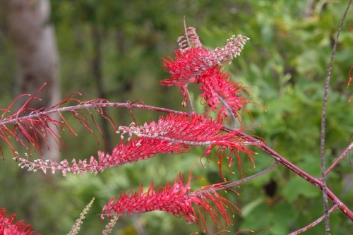Grevillea dryandri R.Br.