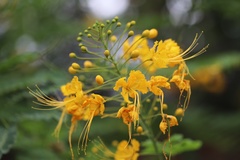 Caesalpinia pulcherrima flava