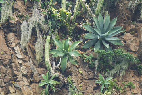 Agave attenuata