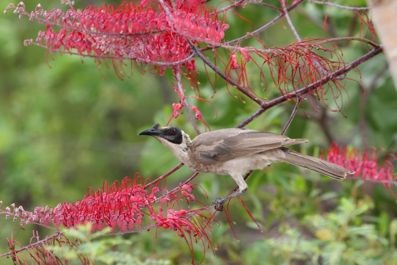 Silver-crowned Friarbird illustration