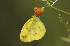 Eurema alitha