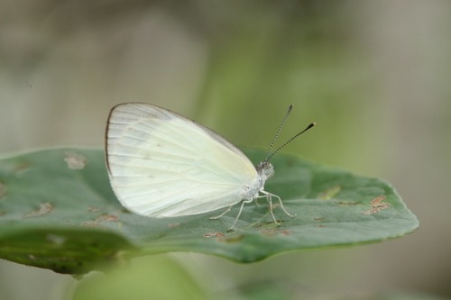 Small Pearl-white