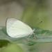 Small Pearl-White - Photo (c) dhfischer, some rights reserved (CC BY-NC), uploaded by dhfischer